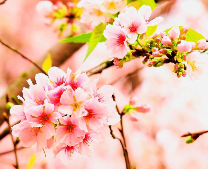 Фотошпалери Суцвіття рожевих квітів