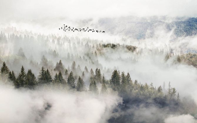 Фотошпалери птиці над туманним лісом