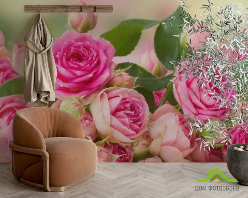 выбрать Фотообои чайная роза Фотообои, цвет: «» на стену