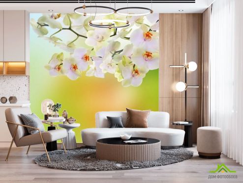 выбрать Фотошпалери орхідеї з салатовим фоном Каталог фотошпалер на стіну