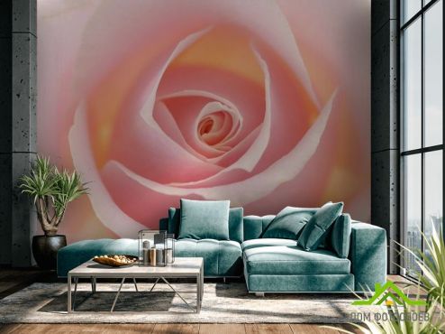выбрать Фотообои Розочка кремовая Фотообои Розы на стену