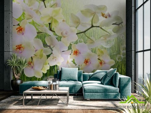 выбрать Фотообои белая орхидея на фоне травы Фотообои Орхидеи на стену