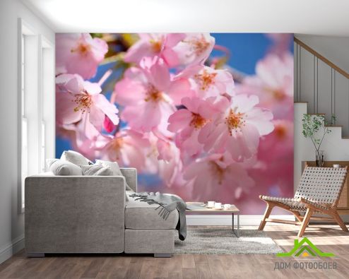 выбрать Фотообои Цветущая садовая вишня Розовые фотообои на стену