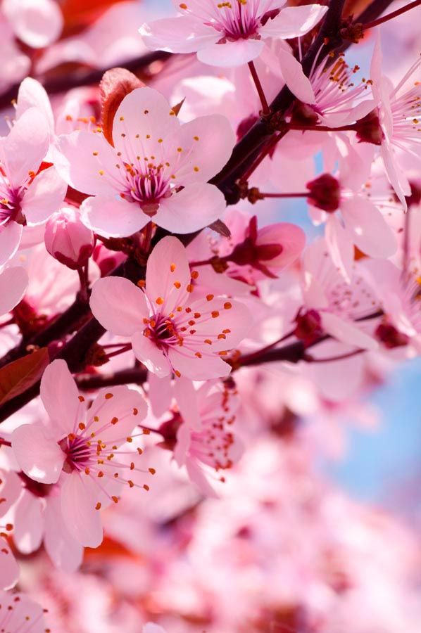 Фотообои Цветущее розовым дерево
