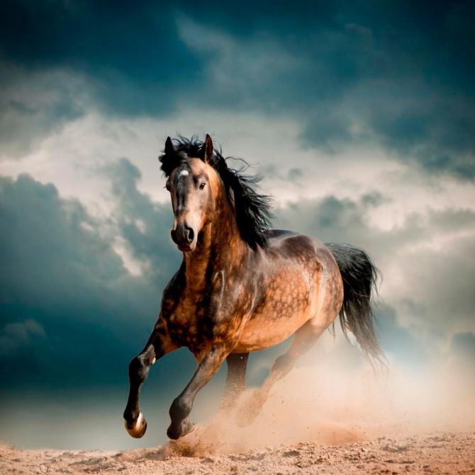 Фотошпалери Біжить кінь