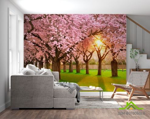 выбрать Фотообои Цветущие вишни Фотообои Фотообои Природа: фото, разноцветный  на стену