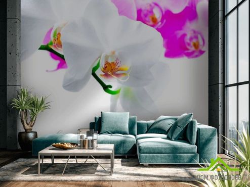 выбрать Фотошпалери Біло-рожеві орхідеї Фотошпалери Квіти на стіну