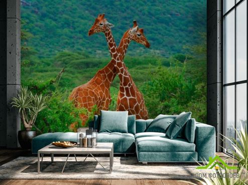 выбрать Фотообои Дружба жирафов Фотообои Животные на стену
