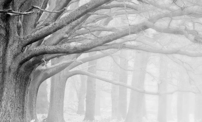 Фотошпалери великі сірі дерева