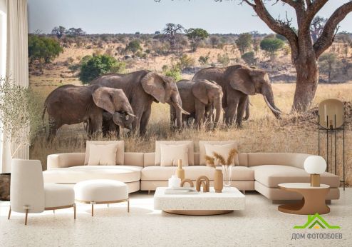выбрать Фотообои слоны и слонята Фотообои Животные на стену