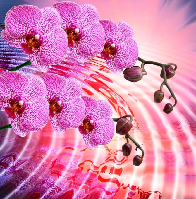 Фотошпалери Бузкові квітучі орхідеї