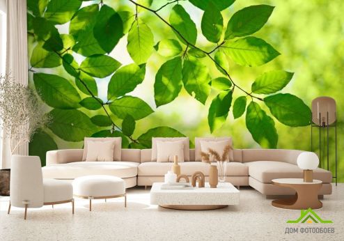 выбрать Фотообои зеленые листья на дереве Фотообои Фотообои Природа: горизонталная, горизонтальная ориентация на стену