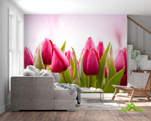 выбрать Фотообои Розово-малиновые тюльпаны Фотообои Фотообои Цветы: розовый на стену
