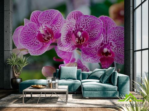 выбрать Фотообои Орхидеи в розовую крапинку  на стену