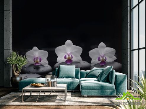 выбрать Фотообои белые орхидеи на черном фоне Фотообои, цвет: «» на стену