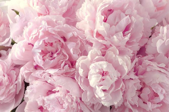 Фотообои пушистые розовые пионы