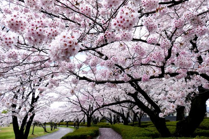 Фотообои деревья с белыми цветочками