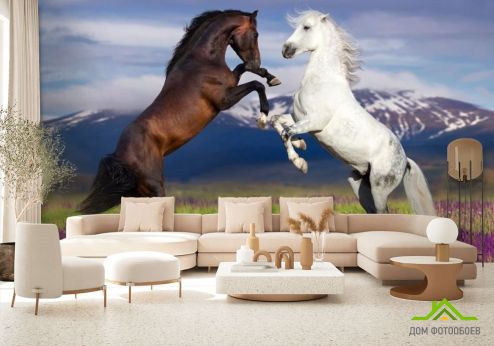 выбрать Фотообои белая и черная лошадь Фотообои, цвет: «горизонталная, горизонтальная» на стену