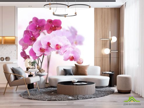 выбрать Фотообои Белые и розовые орхидеи Фотообои Цветы на стену