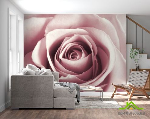 выбрать Фотошпалери бутон рожевої троянди Фотошпалери Фотошпалери Квіти:  на стіну