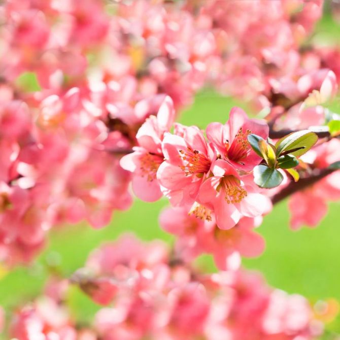 Фотообои Вишня цветущая весной