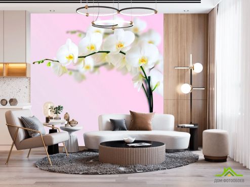 выбрать Фотошпалери Гілочка орхідей білосніжних Фотошпалери Фотошпалери Орхідеї: фото  на стіну
