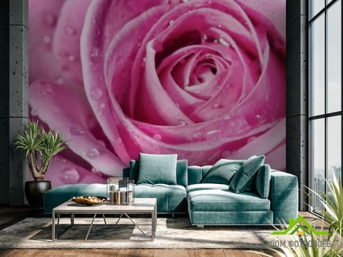 выбрать Фотообои Роса на розе Фотообои Розы на стену