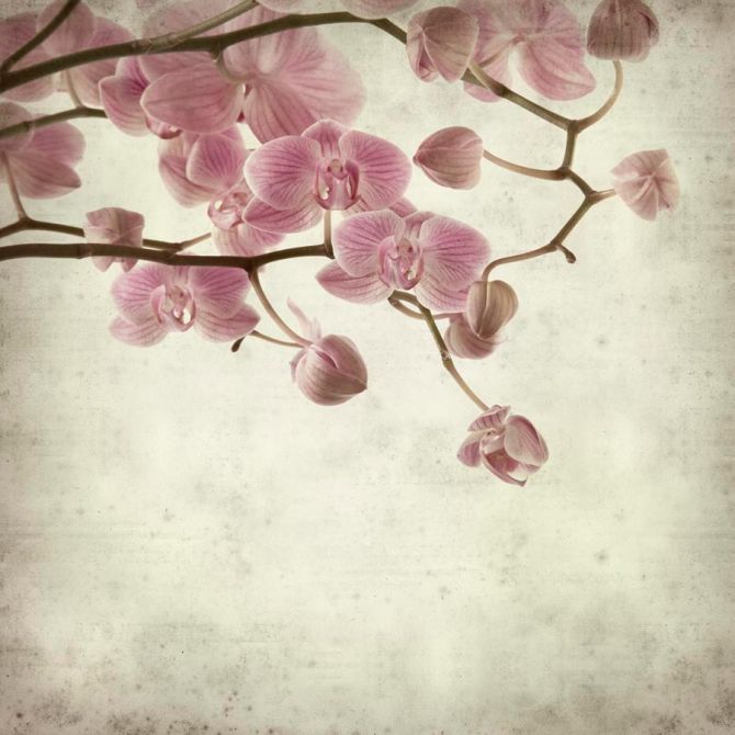 Фотообои Орхидеи кремово-серые