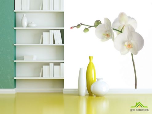 выбрать Фотообои Орхидея белоснежная распустилась Фотообои, цвет: «квадратная» на стену