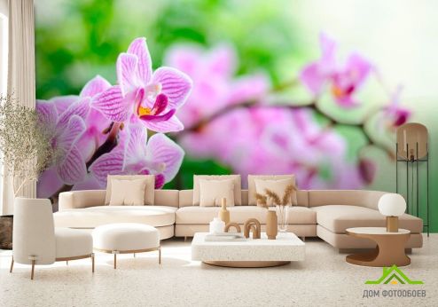 выбрать Фотообои Орхидеи сиреневые цветут Розовые фотообои на стену