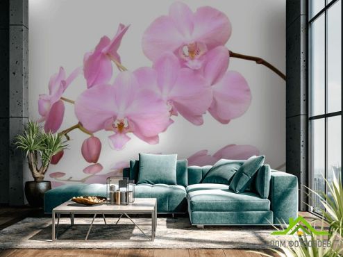 выбрать Фотообои Розово-белые орхидеи Фотообои Цветы на стену