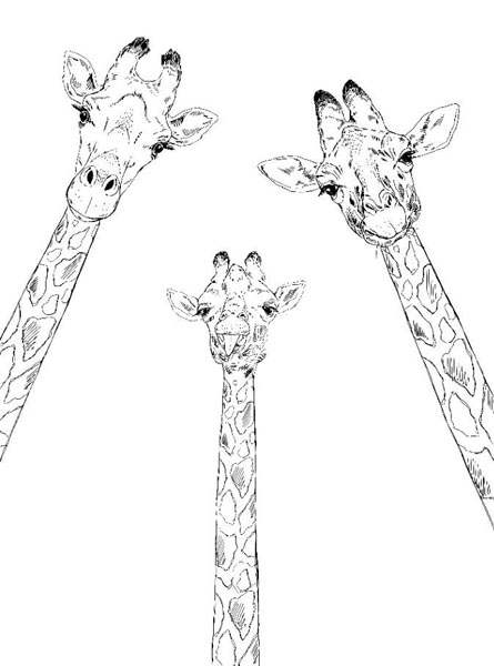 Фотообои Семья жирафов