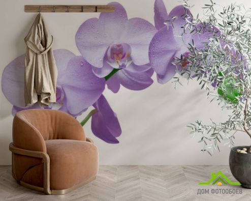 выбрать Фотообои Орхидеи сиреневые Фотообои Фотообои Орхидеи: фото  на стену