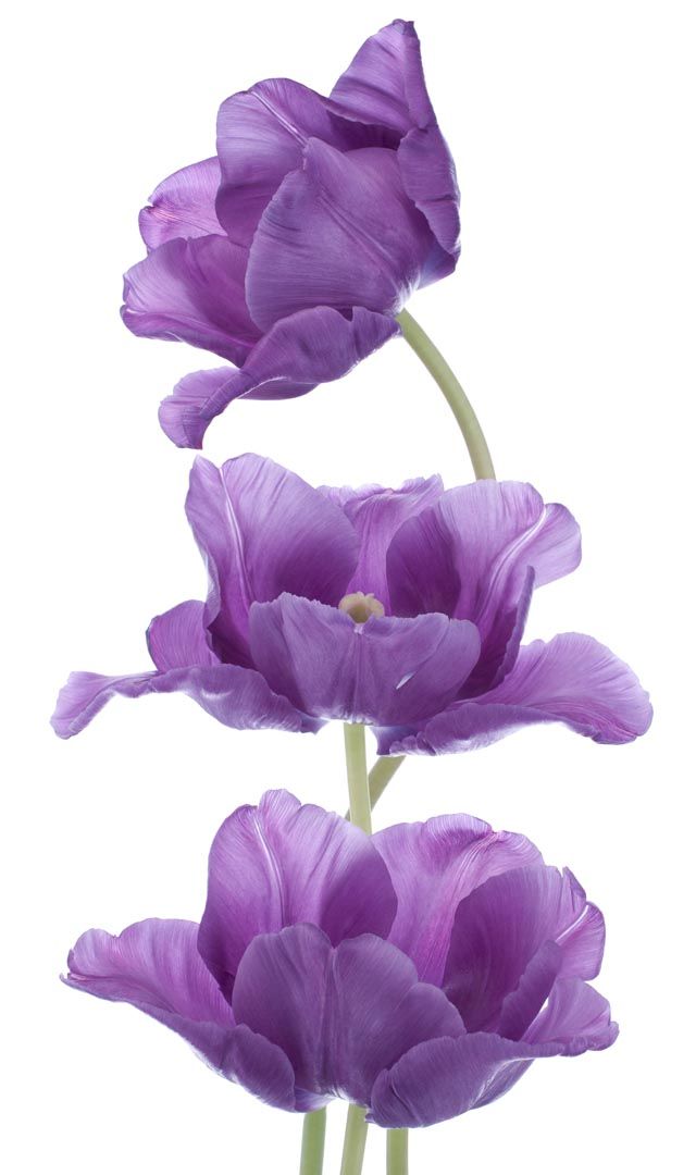 Фотообои фиолетовые тюльпаны
