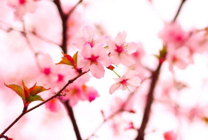 Фотообои Цветы вишни весной