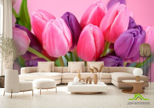 выбрать Фотообои Розовые и фиолетовые тюльпаны Фотообои Фотообои Тюльпаны: фото, горизонталная, горизонтальная  на стену