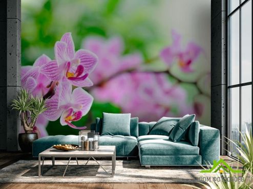 выбрать Фотошпалери Орхідеї цвітуть бузкові  на стіну