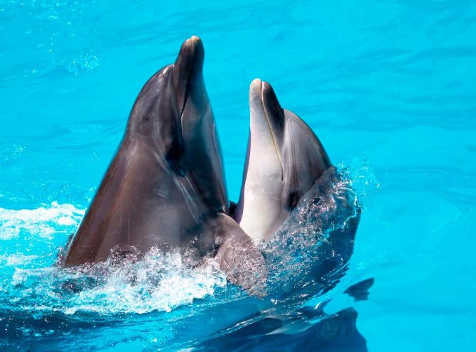 Фотошпалери Два дельфіна