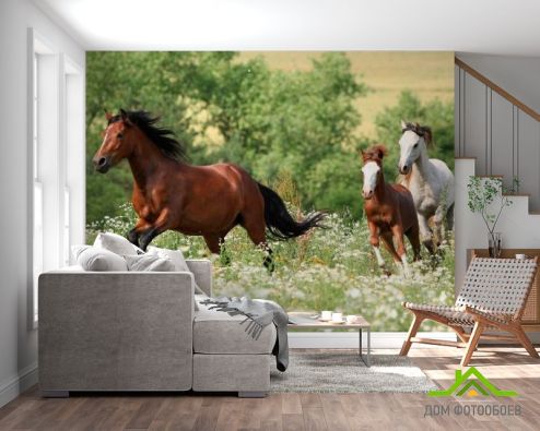 выбрать Фотообои Лошади на лугу Фотообои Фотообои Животные: Лошади, горизонталная, горизонтальная на стену