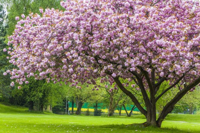 Фотообои дерево в цвете