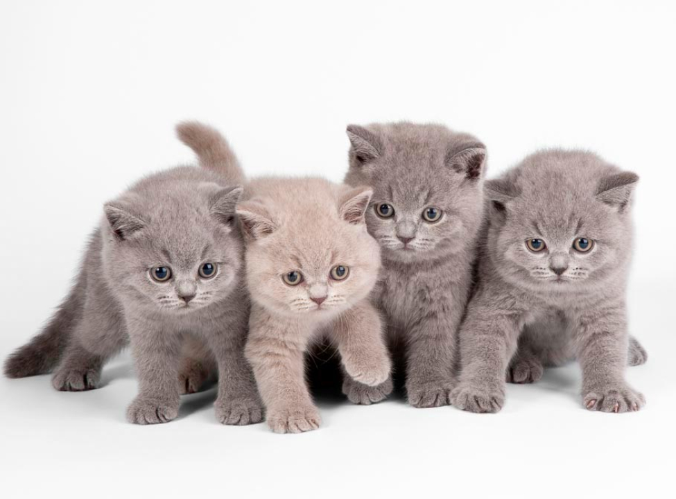 выбрать Фотообои Котята Каталог фотообоев на стену