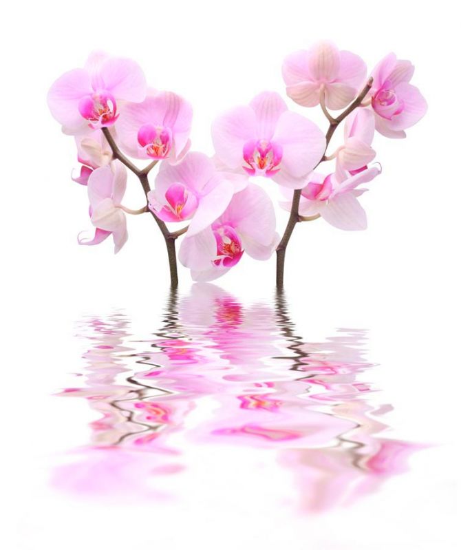 Фотообои Орхидеи бело-розовые
