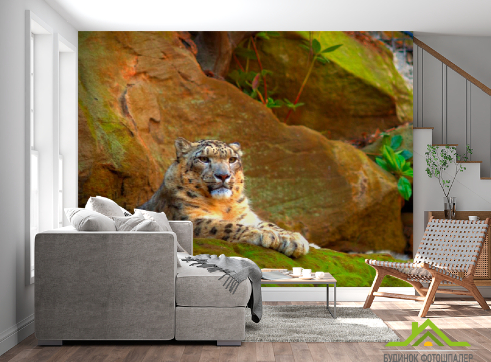 выбрать Фотошпалери Гепард на скелях Каталог фотошпалер на стіну