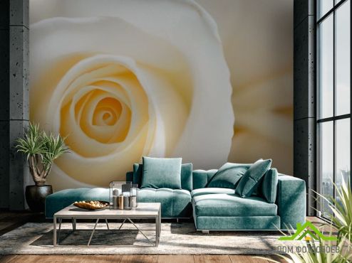 выбрать Фотообои кремовая роза Фотообои Фотообои Цветы: горизонталная, горизонтальная ориентация на стену