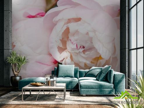 выбрать Фотообои нежные бело-розовые пионы Фотообои Фотообои Цветы:  на стену