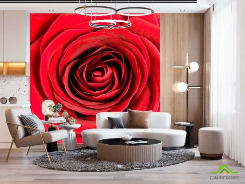 выбрать Фотообои Роза алая распустилась Фотообои Фотообои Цветы: красный на стену
