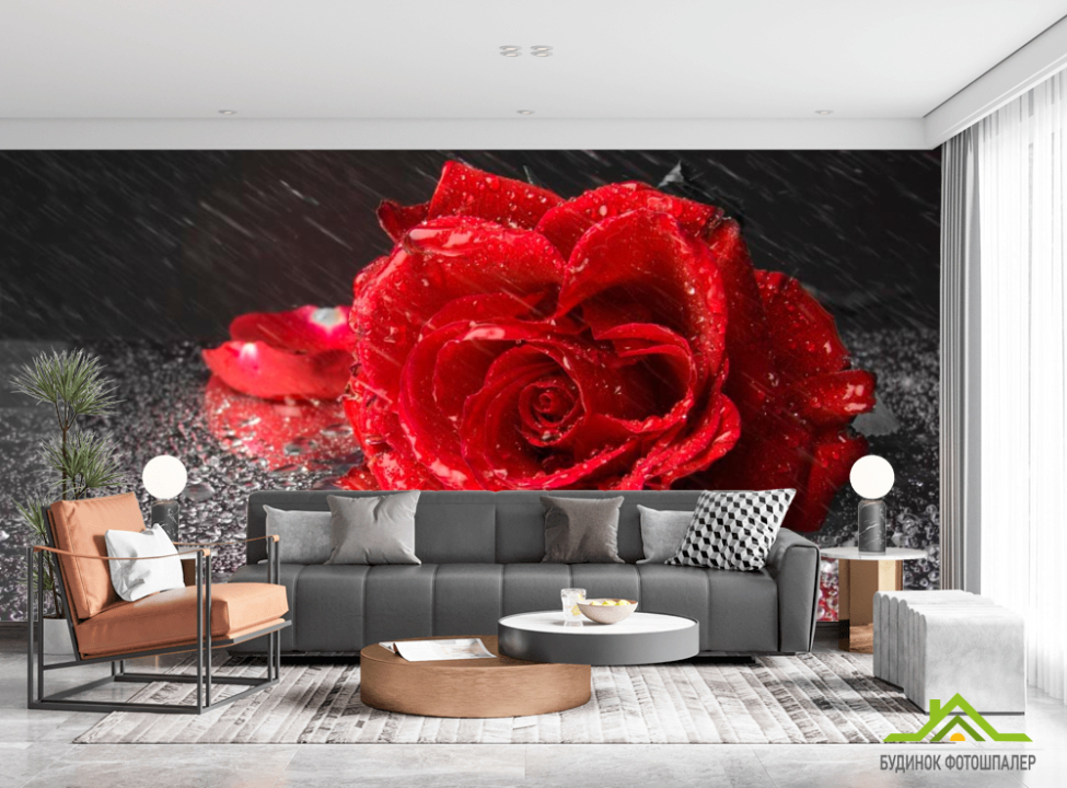 выбрать Фотообои Бардовая роза Фотообои Розы на стену