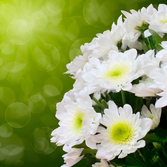 Фотошпалери Білосніжні квіти