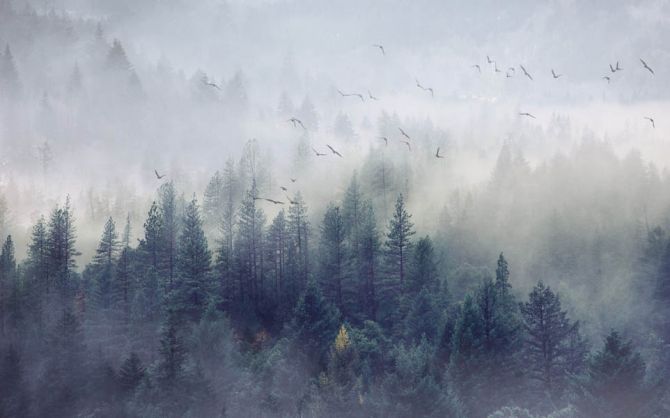 Фотошпалери Туманний ліс з птахами