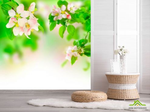выбрать Фотошпалери Абрикосові квіти  на стіну